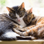 reproduction chez le chat