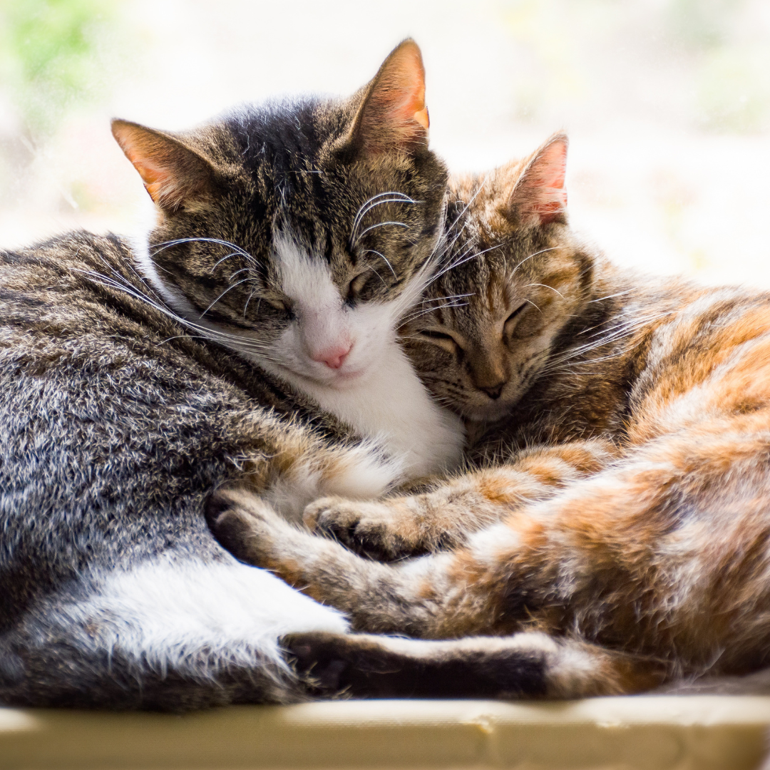 reproduction chez le chat