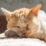 chat âgé qui dort