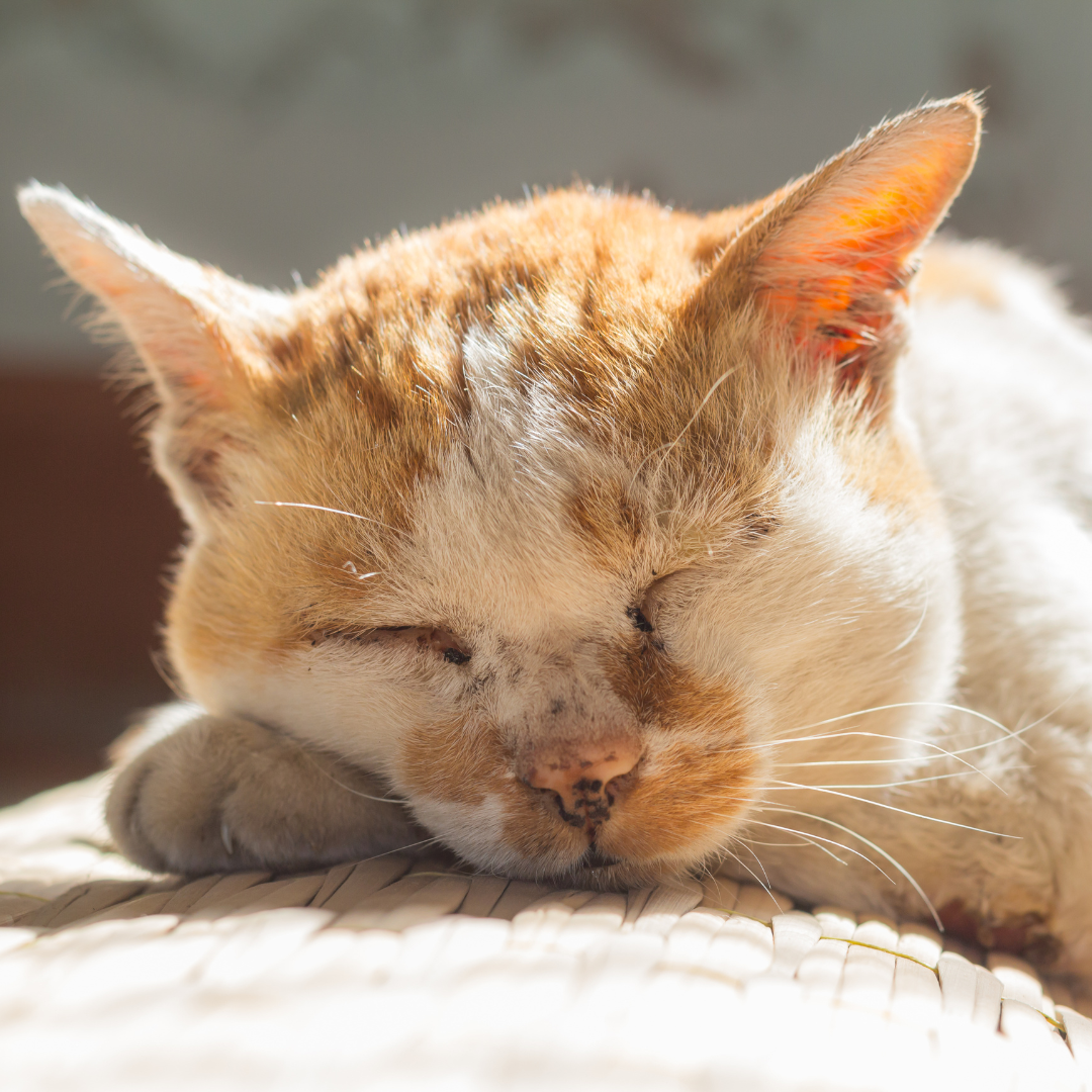 chat âgé qui dort
