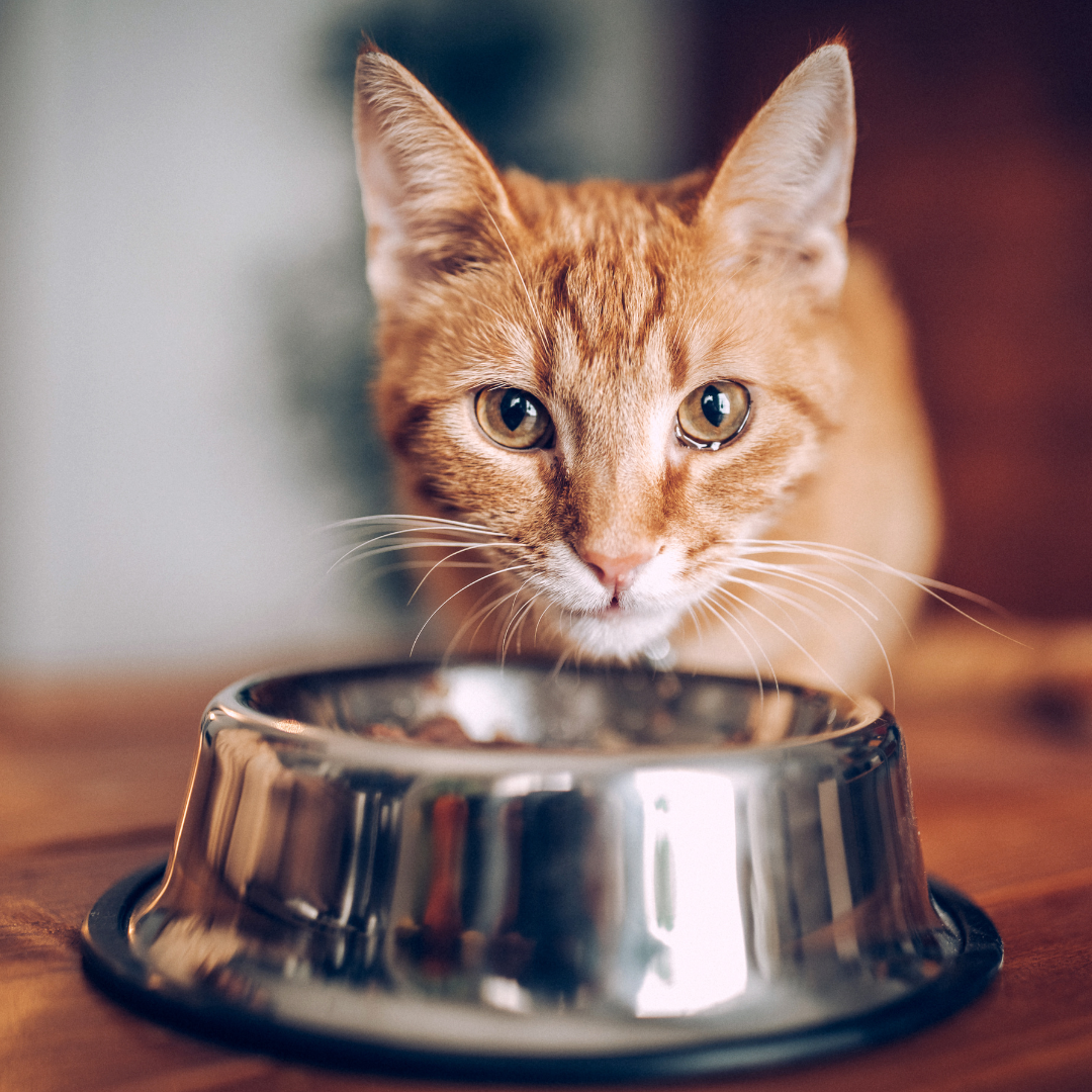 chat qui mange