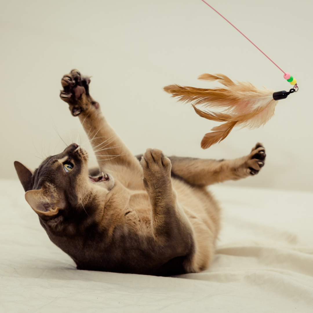 chat qui joue avec une canne à pêche